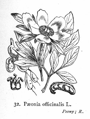 Paeonia officinalis,
common peony,
cottage peony,
echte Pfingstrose,
European peony,
pae&ocirc;nia,
Peonia,
Peonia selvatica,
piney,
pivoine officinale