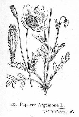 Papaver argemone L.