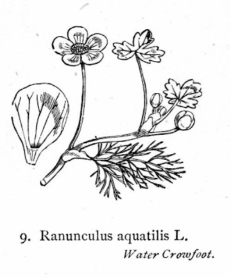 Ranunculus aquatilis L.