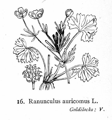 Goldilocks Buttercup Goldilocks Buttercup