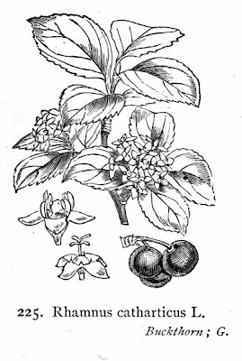 Tamuje