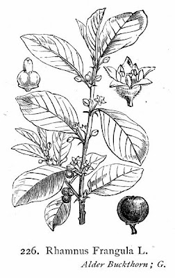 Columnar buckthorn Columnar buckthorn