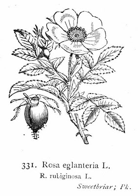 Eglantine Eglantine