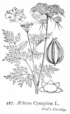 Cicuta aglina Cicuta aglina