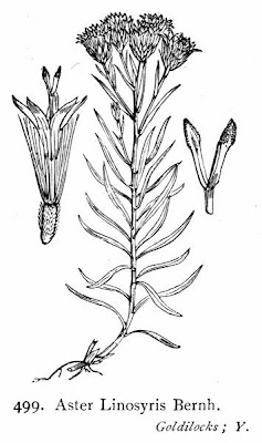 Galatella linosyris,
Astro spillo d'oro