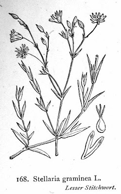 Grass-leaf starwort Grass-leaf starwort
