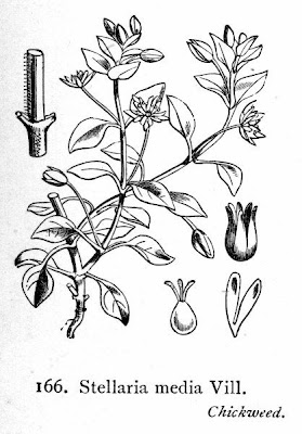 Pamplina