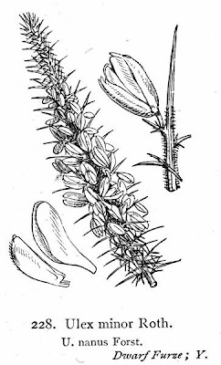 Ulex minor,
,
dwarf furze,
dwarf gorse