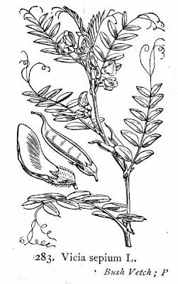 Bush vetch