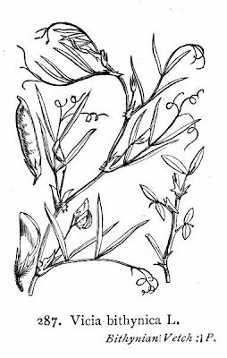 Bithynische Wicke Bithynische Wicke