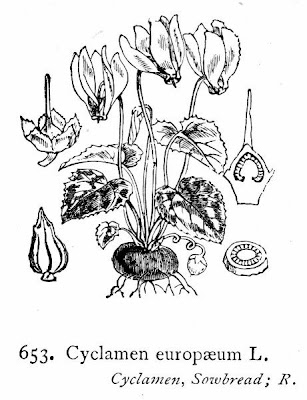 Cyclamen d'Europe Cyclamen d'Europe