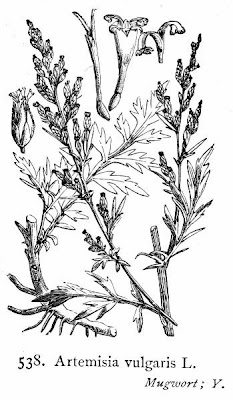 Wormwood
