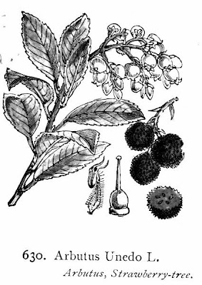 Corbezzolo Corbezzolo