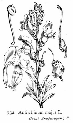 Garden snapdragon