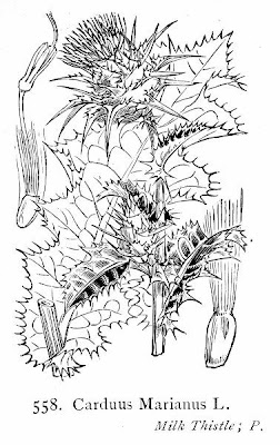 Blessed milk thistle Blessed milk thistle