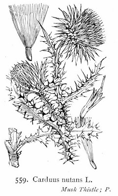Carduus nutans L.