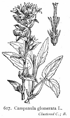 Campanula agglomerata Campanula agglomerata