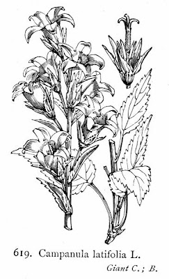 Campanula maggiore Campanula maggiore