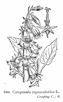 European bellflower