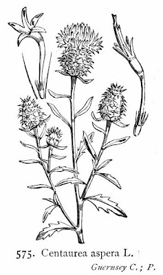 Centaurea aspera L.