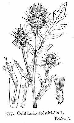 St. Barnaby's thistle