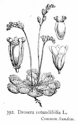 Drosera a foglie rotonde Drosera a foglie rotonde
