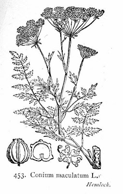 Carrot-fern Carrot-fern