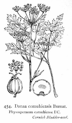 Danaa cornubiensis