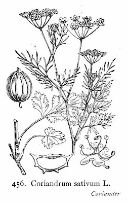 Chinese parsley