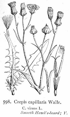 Crépis à tige capillaire Crépis à tige capillaire