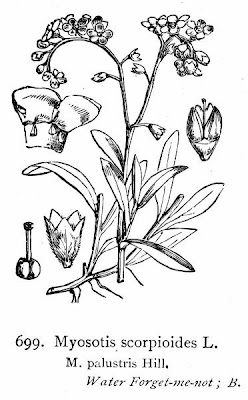 Broad Leaved Forget Me Not Broad Leaved Forget Me Not