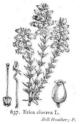 Bell-heather Bell-heather