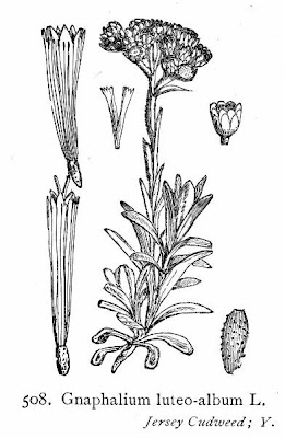 Canapicchia pagliata