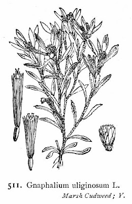 Low cudweed