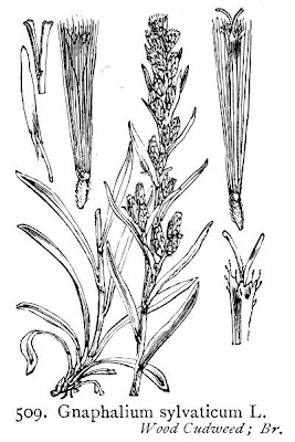 Heath Cudweed Heath Cudweed