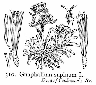 Dwarf Cudweed Dwarf Cudweed