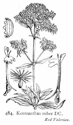 Kentranthus ruber