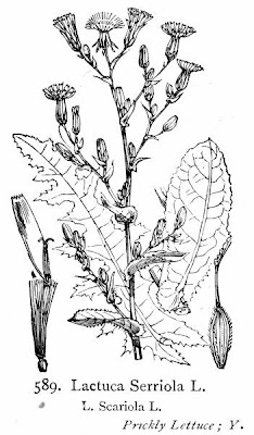 Lactuca scariola