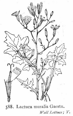 Lactuca muralis,
,
Lattuga dei boschi,
wall-lettuce