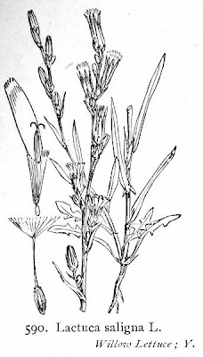 Lactuca saligna,
Lattuga salcigna,
Willow Leaf Lettuce,
willow-leaf lettuce,
willowleaf lettuce