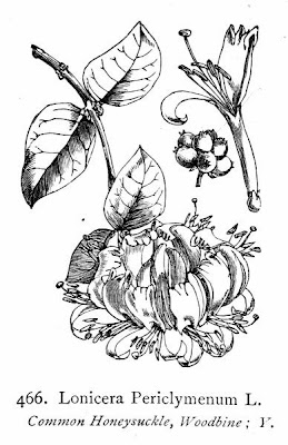 Lonicera periclymenum L.