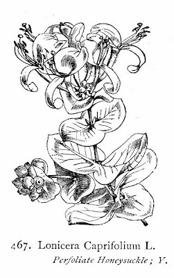 Lonicera caprifolium L.
