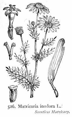 Camomilla senza odore Camomilla senza odore