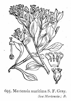 Sanguine de mer Sanguine de mer