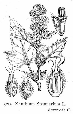 Xanthium strumarium,
Bardana minuta,
bardana-menor,
cadillo com&uacute;n,
California-bur,
Canada cockleburr,
carrapicho-de-carneiro,
carrapicho-grande,
cocklebur,
cockleburr,
common cocklebur,
Gew&ouml;hnliche Spitzklette,
kankerroos