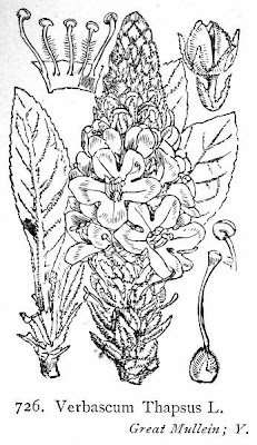 Flannel plant