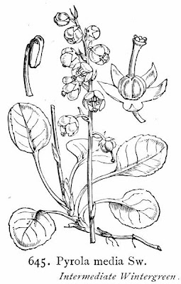 Intermediate Wintergreen