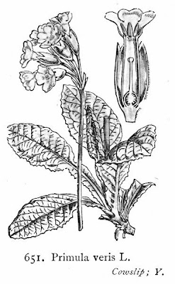 Cowslip primrose Cowslip primrose