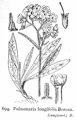 Narrow-leaf lungwort