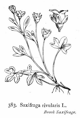 Alpine brook saxifrage Alpine brook saxifrage